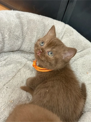 Bkh Kitten 