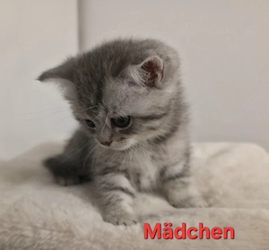 Bkh kitten,  bkh Kätzchen, Katze 