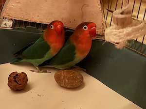 Unzertrennliche   Pärchen (Agaporniden - Pfirsichköpfchen)