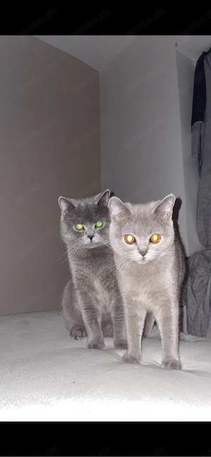 Britisch Kurzhaar Katzenpaar abzugeben   absolute Schmusekatzen   