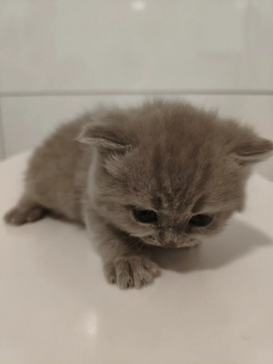 BKH Kitten, Eltern haben Stammbaum 