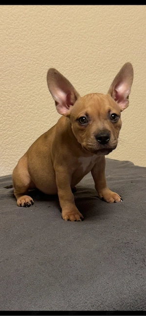 American Pocket Bully Hündin 10 wochen alt