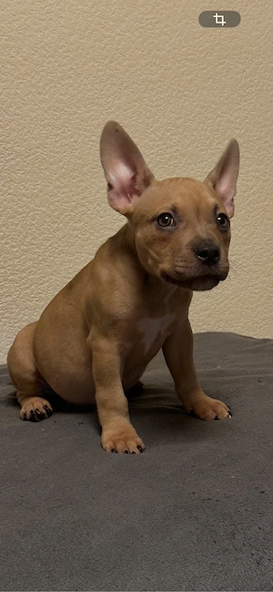 American Pocket Bully Hündin 10 wochen alt