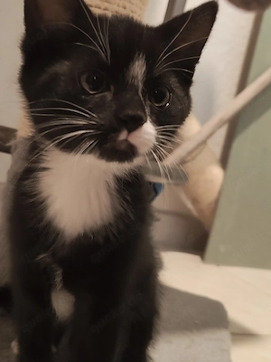 Main Coon Mix EKH Kitten Weibchen ab 23.05 abgabebereit 