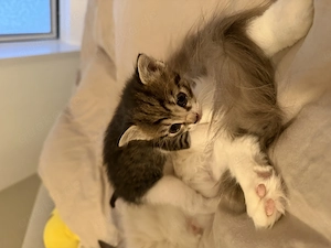 Mischlingskätzchen Ragdoll Ekh