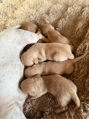 kleine Böhmendackel, Zwergdackel suchen ab August ein Zuhause Bild 10
