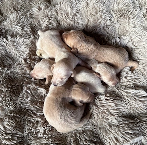 kleine Böhmendackel, Zwergdackel suchen ab August ein Zuhause Bild 7