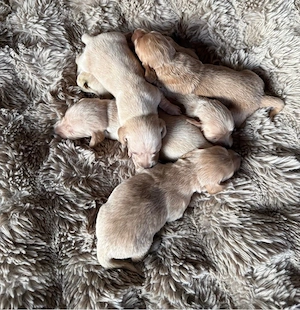 kleine Böhmendackel, Zwergdackel suchen ab August ein Zuhause Bild 8