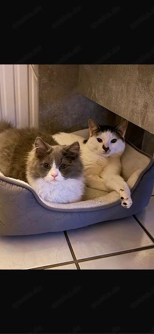 katzen abzugeben aber nur zur 2 ! NICHT TRENNEN 