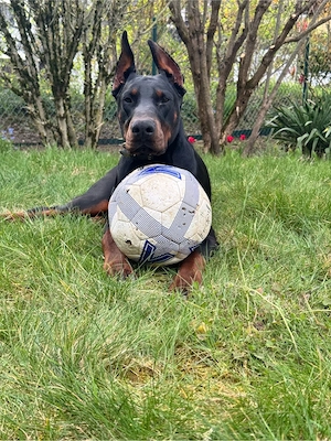 Dobermann Rüde  Rocky    liebevoller, aktiver Familienhund sucht neues Zuhause