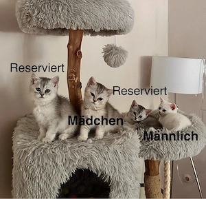 BKH Kätzchen