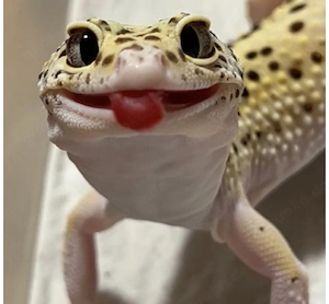 Suche älteres Leopardgecko Männchen
