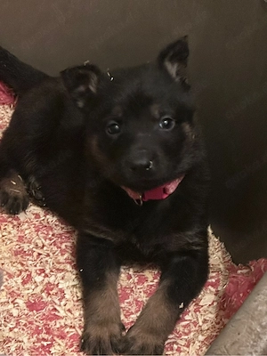 Tolle X Herder Welpen Malinois Schäferhund Belgischer Schäferhund 