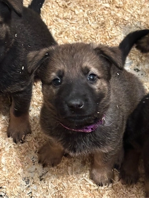 Tolle X Herder Welpen Malinois Schäferhund Belgischer Schäferhund 