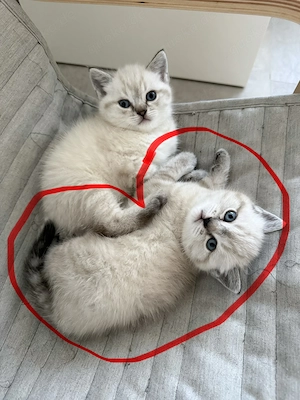 Reinrassiges BKH Kitten (w)  sucht liebevolles Zuhause