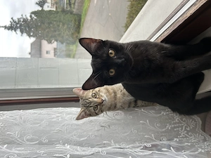 BKH-Mix Katzen  Kater abzugeben
