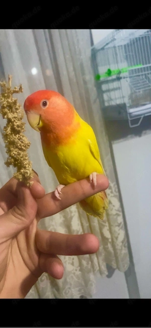 Pfirsichköpfchen   Agaporniden ( Lovebirds )