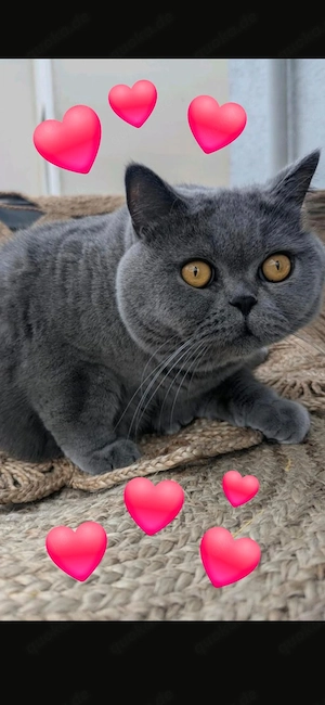 Kartenhäuser Katzen M&W