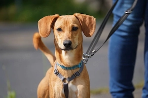 Gru   ein junger Gute-Laune-Hund mit Charme