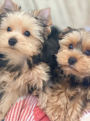 Yorkshire Terrier Rüden (4 Monate)   geimpft, gechipt, EU-Pass