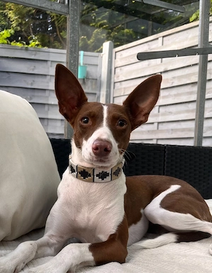     Kleine Noa sucht großes Glück