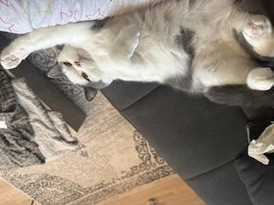 Zwei BKH Kater dringend abzugebm