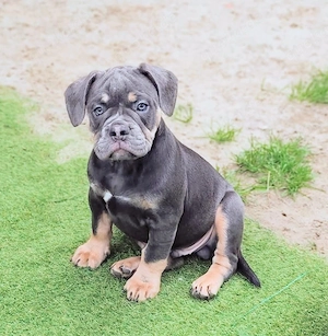 Old English   Alternativ Bulldog Rüde   Welpe