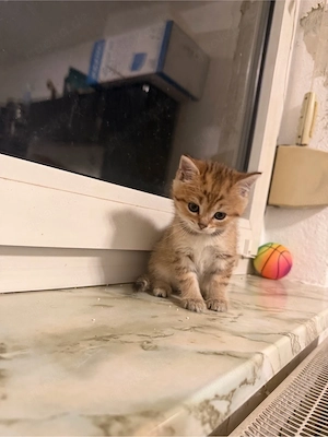     Wunderschöne BKH Kitten mit lieben Charakter