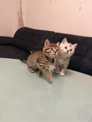     Wunderschöne BKH Kitten mit lieben Charakter