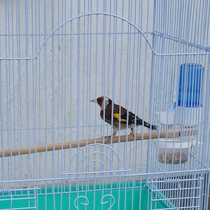 Stieglitz parva 1 Jahr alt  Bild 2