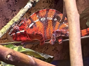 Pantherchamäleon Männchen