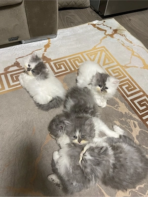kitten verkaufen