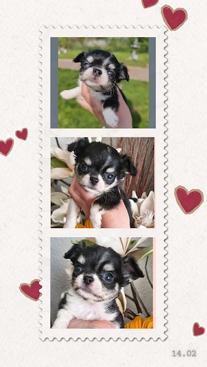 2 Kleine Chihuahua Langhaar Hündinnen mit Ahnentafel  Bild 3