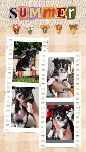 2 Kleine Chihuahua Langhaar Hündinnen mit Ahnentafel  Bild 5