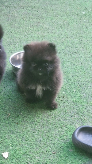 Pomeranian Bärchen  Bild 3