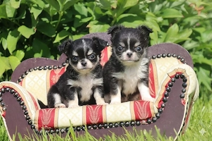 2 Kleine Chihuahua Langhaar Hündinnen mit Ahnentafel 