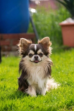 2 Kleine Chihuahua Langhaar Hündinnen mit Ahnentafel  Bild 9