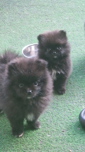 Süße Pomeranian Bärchen 