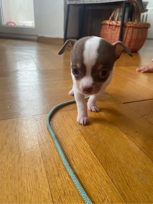 Chihuahua Welpe Rüde 