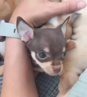 Chihuahua Welpe Hündin 