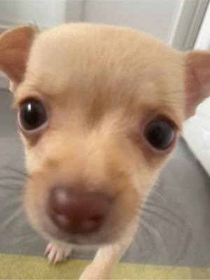 Chihuahua Welpe Rüde 