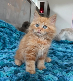 Entwurmte reinrassige Maine-Coon-Kätzchen