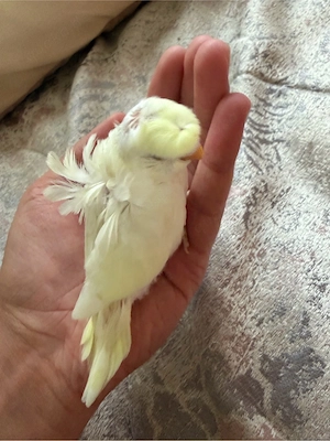 wellensitich baby albino hagoromo