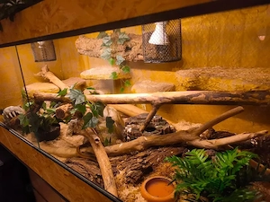 Dionenattern   Elaphe Dione   russische Steppennattern inkl Terrarium und Zubehör Bild 5