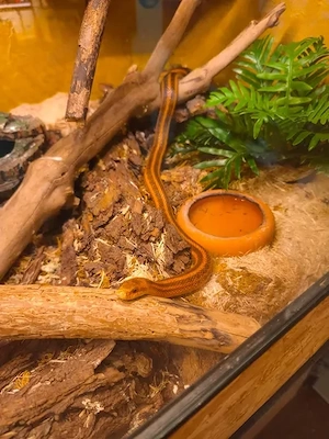 Dionenattern   Elaphe Dione   russische Steppennattern inkl Terrarium und Zubehör Bild 3