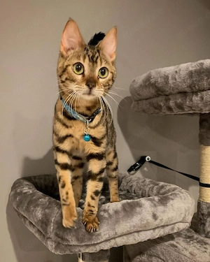 Bengal Kitten