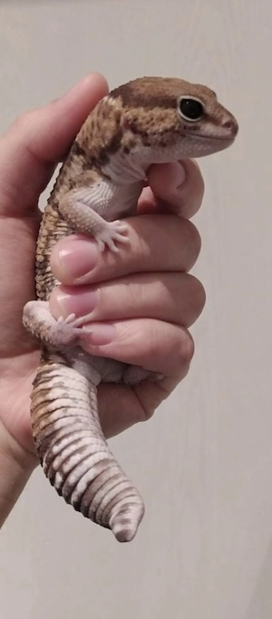 AFT Gecko - afrikanischer Fettschwanzgecko