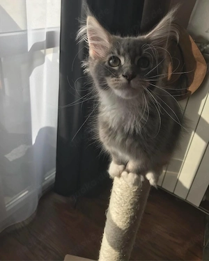 Mainecoon Kittens 