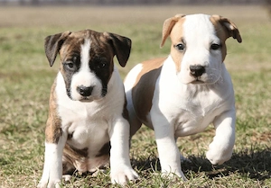 American Staffordshire Terrier Welpen Bild 3