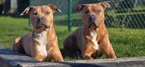 American Staffordshire Terrier Welpen Bild 5